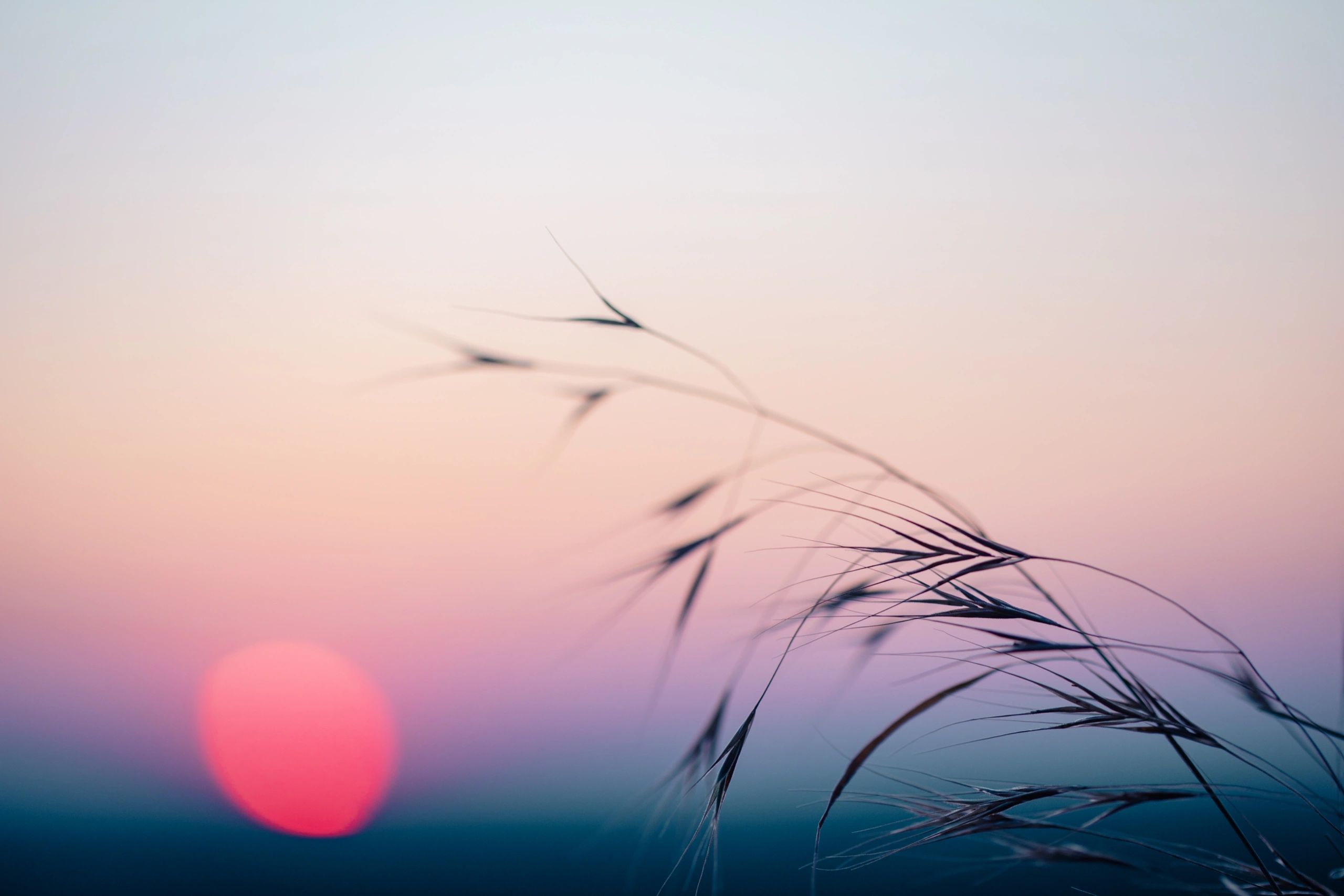 Wild grass silhouette against red sunset light